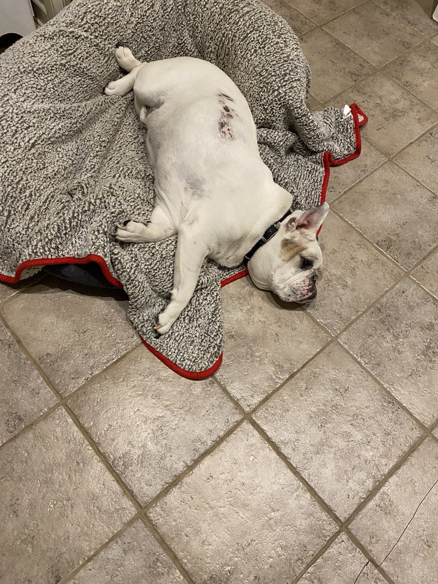 tweetsmoe's tweet photo. Wish I could be as chill as this dude.... #Churchill #foster #b2tr https://t.co/vSOJFdtnbB