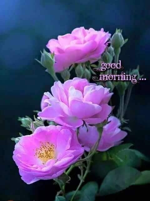 CaresMission's tweet photo. Good morning friends! It's the beginning of the beautiful journey of lovely day ahead.

#StayHomeBeSafenSecured https://t.co/y2szgv7XyM