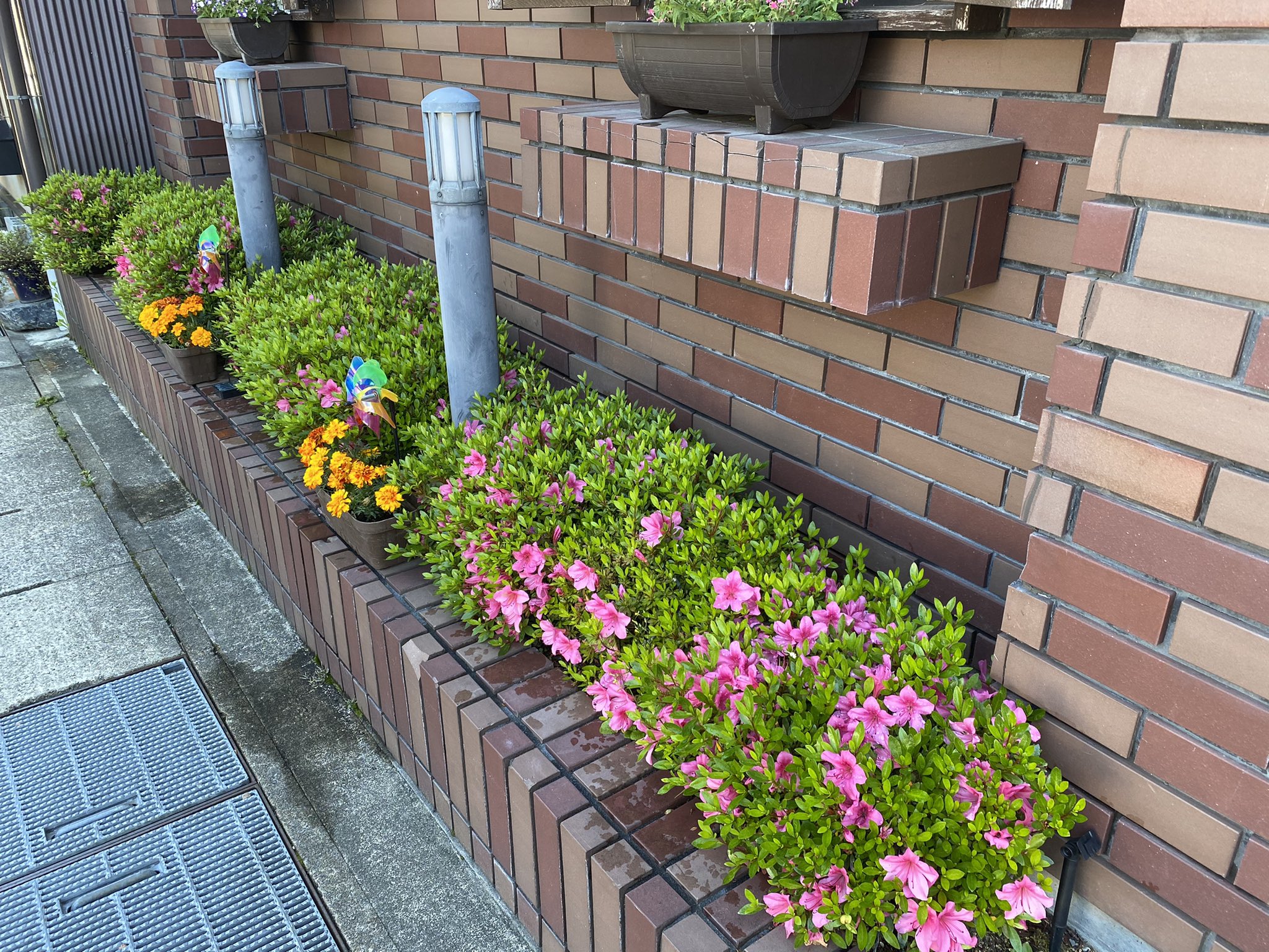 キッチン飛騨 今年もなんとか お店の前の花壇の ツツジがいつもの ように咲いて くれました 早く世の中も いつものように なりますように T Co 2148eeooxs Twitter