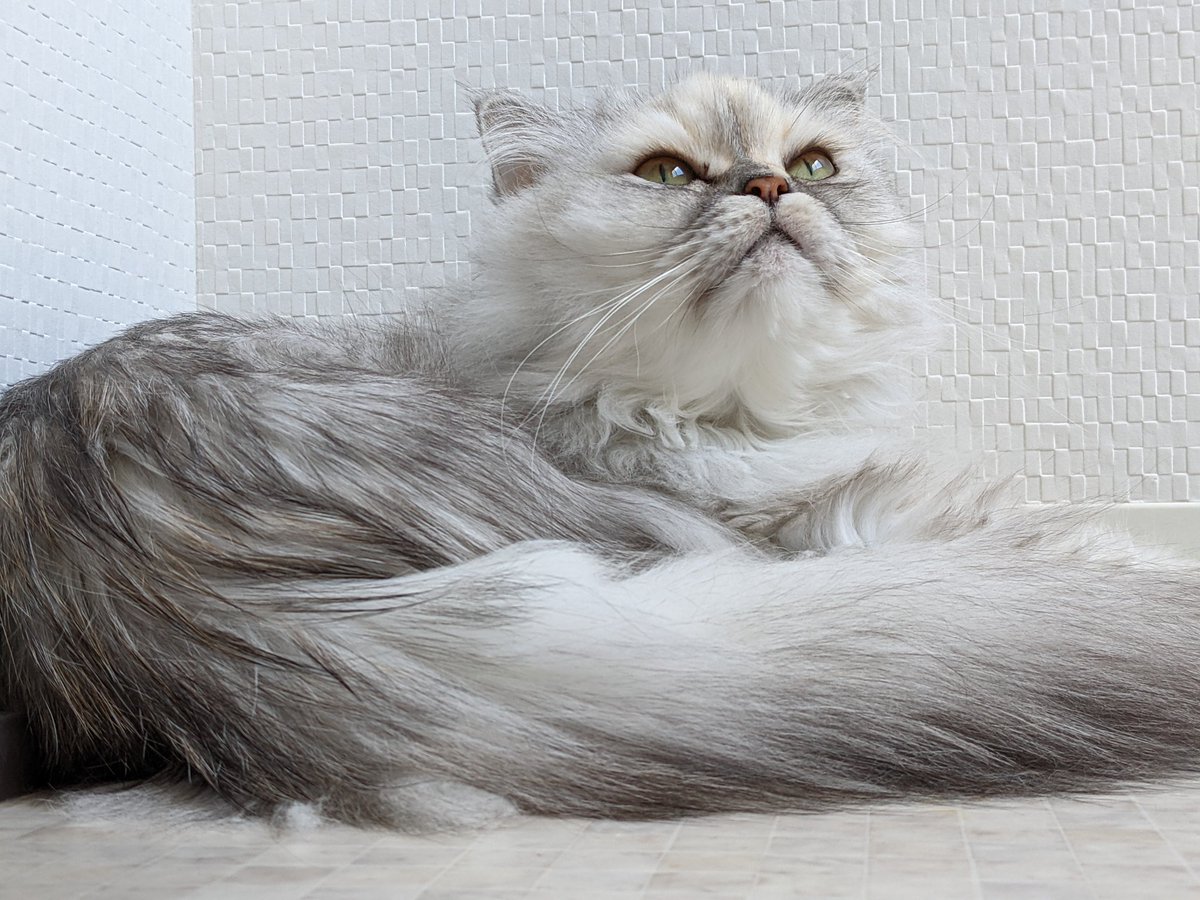 アタシも葉緑素がほしいわ。
ご飯ねだるの面倒だから光合成しながら生きていきたい。
贅沢かしら？