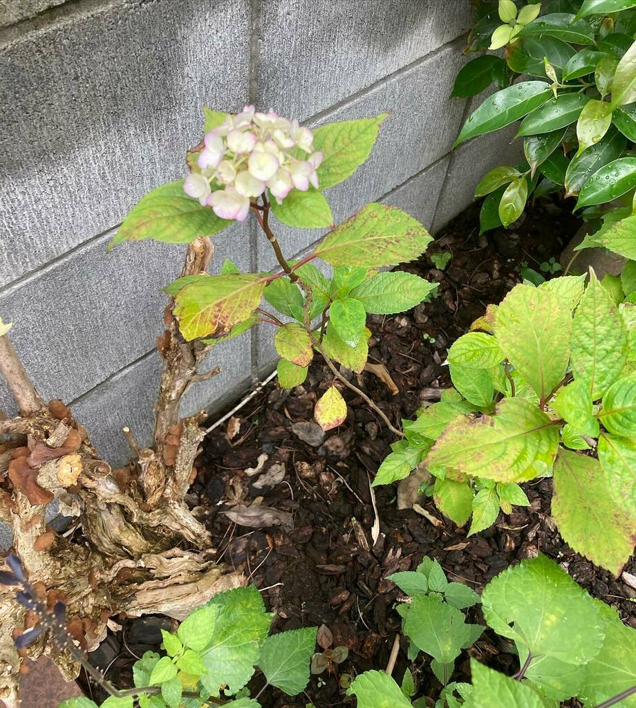 ryo_town's tweet photo. 新しく植えた紫陽花の苗から^_^
#紫陽花 #アジサイ #あじさい #japanesehydrangea https://t.co/Vq7rJPej8l https://t.co/Kq1AXOVkGb