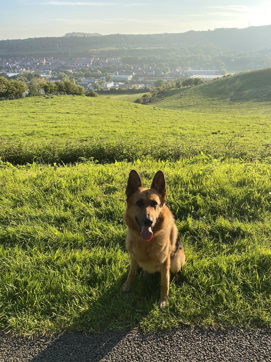 Sophielouisew94's tweet photo. 2 mile walk with our furry 4 legged friend☺️ @r_silvester https://t.co/ZX5qZgfYe5