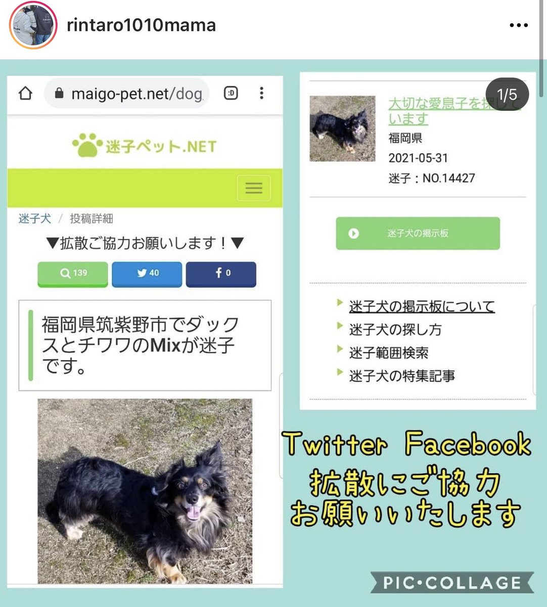 筑紫野 迷子犬 チワワ