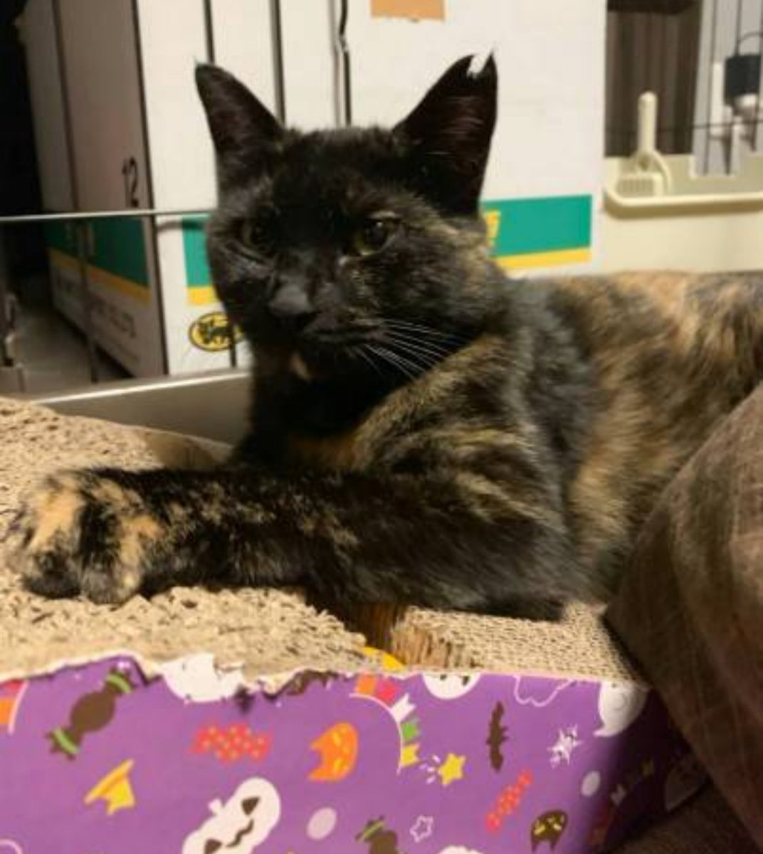 動物愛護支援の会八戸 Inunekoshien Twitter