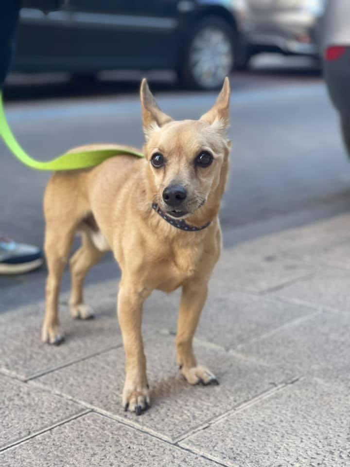 defaniva_'s tweet photo. Bimbo en adopción
Sexo: macho
Edad: 1 - 6 - 2006
Raza: cruce de Chihuahua
Tamaño: pequeño
Compatible con perros
ESTERILIZADO
Pinchar en su álbum 📸👉🏼 https://t.co/i9SYOA4Q6X
#AdopcionResponsable #AdoptaNoCompres #AdoptaYSalvaUnaVida #AdoptaYSeFeliz
#VidaPerra #Defaniva https://t.co/mjEZrj9li2