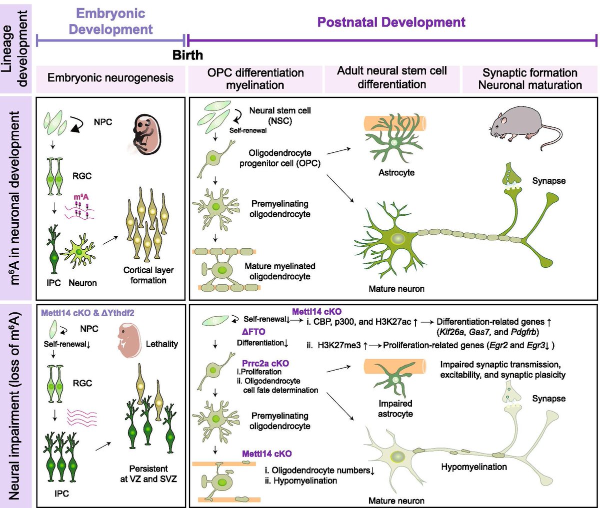 theJACLab's tweet photo. @YaPingYen2 and I wrote a #review on "The m6A epitranscriptome on neural development and degeneration", published with @SpringerNature in JBS. Time to learn more #RNA! https://t.co/GQNYkX9fPy