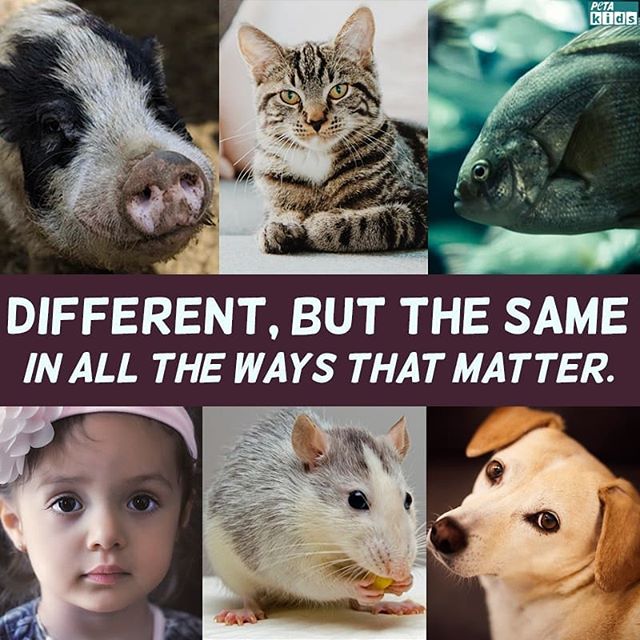 CesiaAlvarez15's tweet photo. #WhatIlearnedin39C I learned about the term speciesism, which is the assumption of human superiority over animals. https://t.co/R6BU2tiAVP