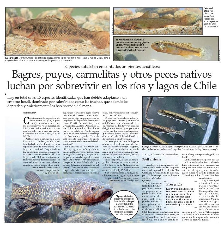 DefendamsChiloe's tweet photo. ❗️Gravísimo daño a la biodiversidad❗️
Cerca de 45 especies de peces nativos han debido adaptarse a nuevos ambientes hostiles , sobre todo por introducción de #salmonidos .
@AGallardoLagno @AlejandroBusch2 @max_bello_m @sernapesca @FundacionMeri @ballenaschile https://t.co/F0DIyWHUzo
