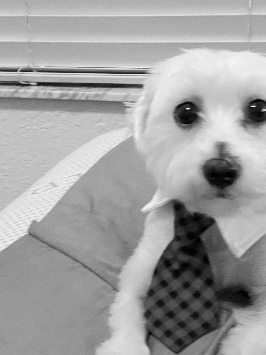 CaribBros's tweet photo. If this post gets 5k likes I’ll add pets into shindo https://t.co/x6wxMisBva