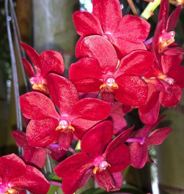 You haven't missed this yet (unless its not Monday anymore in which case, yeah, you missed it.) #motesorchids #orchids conta.cc/3vFZryZ