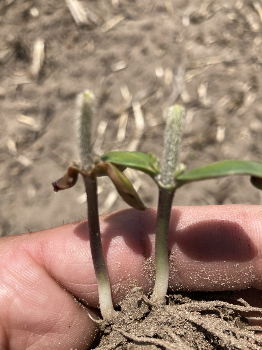 Two soybean plants side by each 48 hrs after frost event. One on the right showing signs of growth from auxiliary buds...he’s a keeper.  Second plant is a goner....notice stem color below cotyledons and lack of new growth