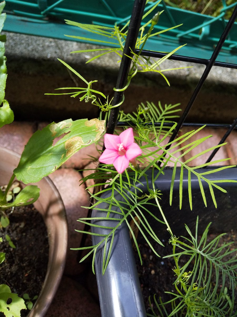 みゆき丼 るこう草の花が咲きました 星形のかわいいお花でございます るこう草