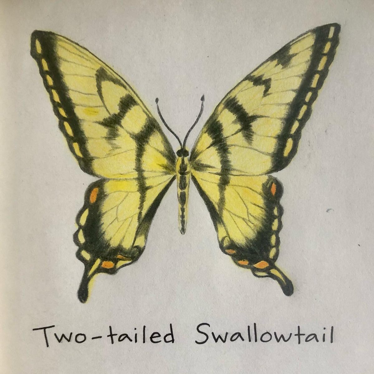JenniferPeart's tweet photo. Colored pencil practice session with some local butterflies. #naturejournaling https://t.co/DocLa5NMHr