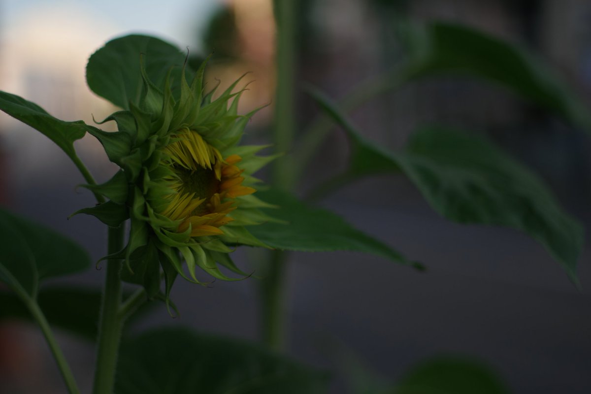 kerotto_3's tweet photo. そしてもうすぐ夏が来るんですよ。
暑い季節が来るんですねぇ
PENTAX K-3 Mark Ⅲ+smc FA43mmLimited
#PENTAX #PENTAX_k3iii #PENTAXk3iii
#smc_FA43mmLimited #FA43 #FA43Ltd
#まちへこりん
#ヒマワリ #ひまわり #夕方 #夕暮れ https://t.co/AGRUmfgXzo