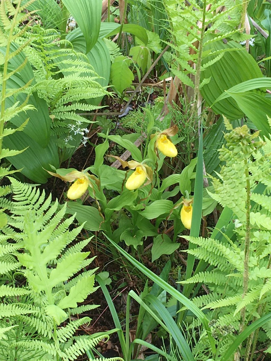 NightTrainCarty's tweet photo. Eshqua bog, #hartlandVT #ladyslipper #slug https://t.co/4jbwqqA8rm