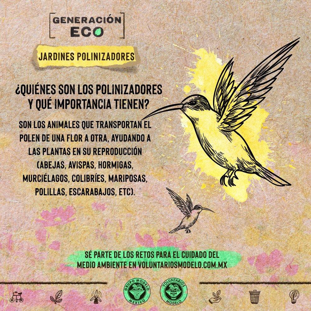 VoluntModelo's tweet photo. Conoce la importancia de los agentes polinizadores en nuestros ecosistemas. 
Únete a nuestras actividades en: https://t.co/nY7xW3QHck y #ReactivaTuMundo. Somos #GeneraciónEco. https://t.co/JTT4KYDo2y
