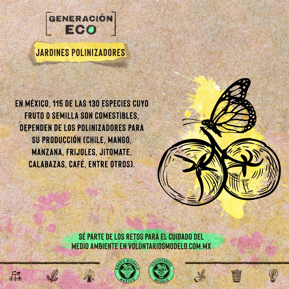 VoluntModelo's tweet photo. Conoce la importancia de los agentes polinizadores en nuestros ecosistemas. 
Únete a nuestras actividades en: https://t.co/nY7xW3QHck y #ReactivaTuMundo. Somos #GeneraciónEco. https://t.co/JTT4KYDo2y