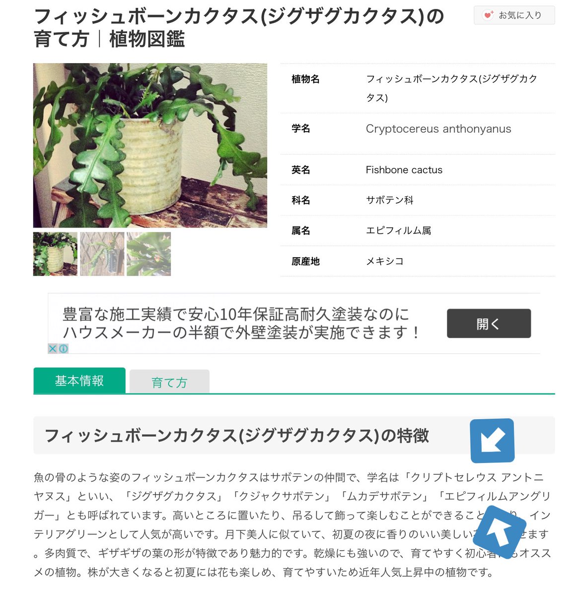 ジグザグカクタス