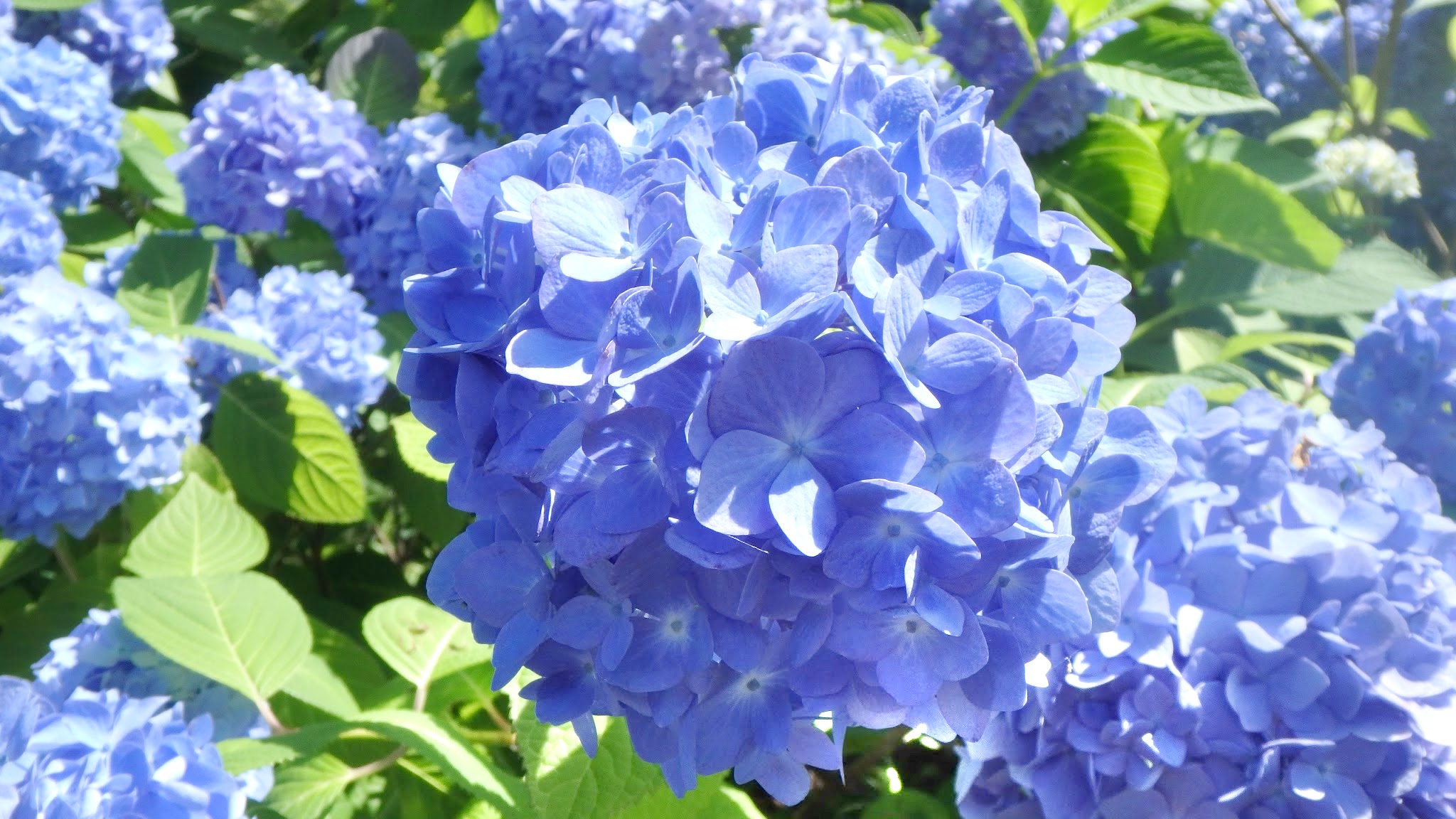 金蛇水神社 宮城県岩沼市 広報 本日より 更衣 こうい ころもがえ にて 装束が夏物に 金嶺朱印紙も 紫陽花 あじさい に変わります 山に群生している紫陽花は 早ければ6月中旬から7月上旬に見頃となります 金蛇水神社 T Co Bf4hlqzqhz