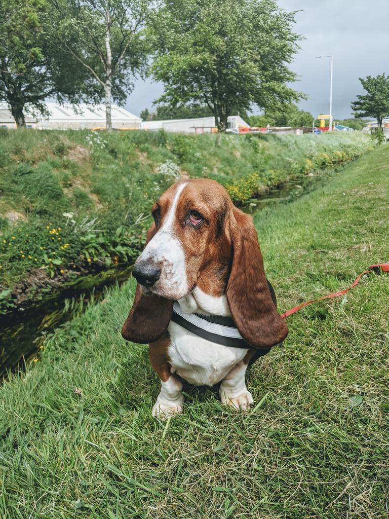 Cayde0007's tweet photo. @indiamitchell This is my hound dog. As you can tell she's had spinal surgery (she lies docile on our sofa now) that's just exceeded our insurance. When it goes again, here's hoping AMC stock will be kind to us to help fix her again.
Bonus picture of her in her pre injury days.
#AMCdogs https://t.co/bAAiseyXq7