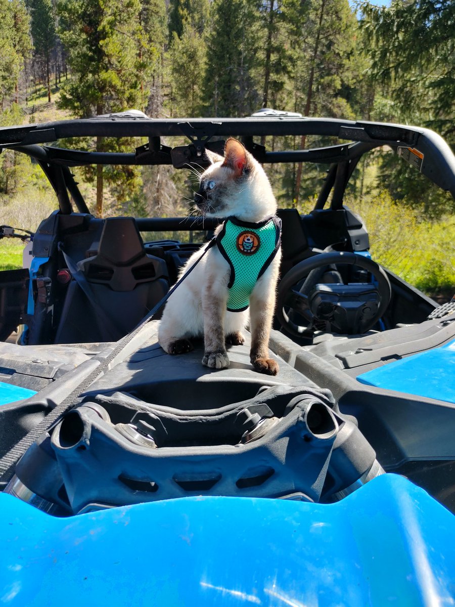SydneySteen2's tweet photo. Yes, I took my cat camping and she loved it https://t.co/EyysqpGq6P