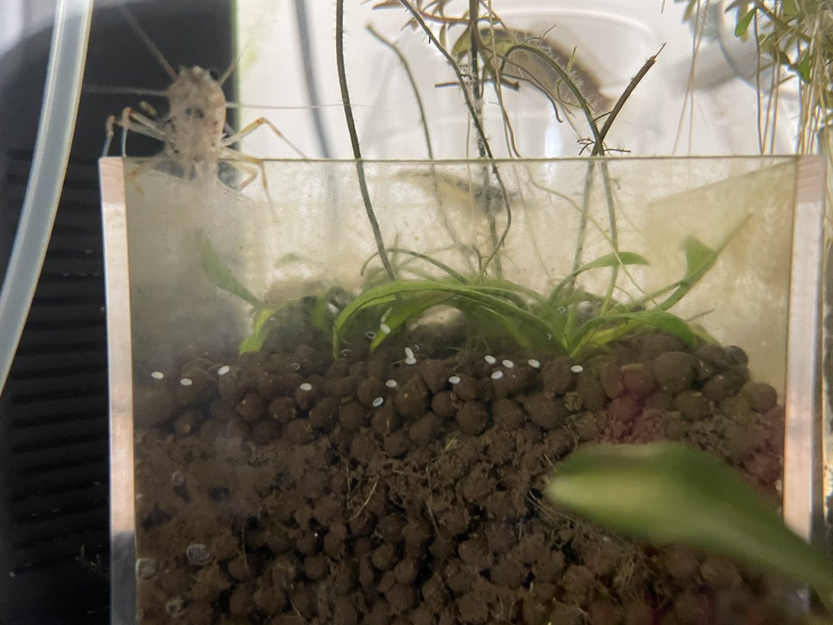 カワコザラガイ