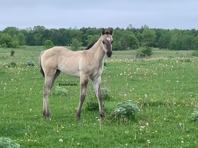 Kahlua is a APHA grullo filly. She is a looker! She will mature to around 15.3+ hands. <a href="/CircleEquine/">EquineCircle</a> <a href="/CircleGallop/">GallopCircle</a> <a href="/farm_kruse/">KruseFarm</a>  KruseFarm.com   GallopCircle.com