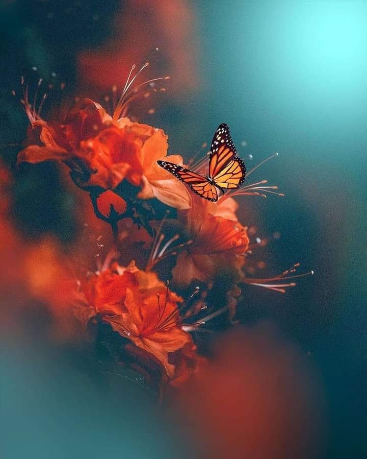 IsidroMargaret's tweet photo. Nadie te abandona, eres Tú que hace tiempo te has abandonado.

Nadie te lastima, Tú te lastimas en cuerpo y alma.

Nadie te rechaza sin que tú te hayas rechazado primero. Ahora suelta el engaño, la traición, el abandono, el miedo, el rechazo y la humillación.
#Soy45 https://t.co/hLWhlHZzJk