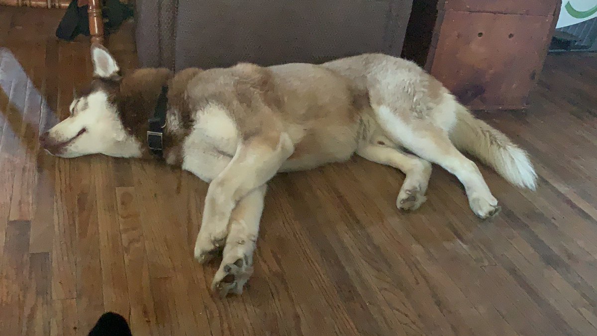 AdamGar89203316's tweet photo. The doge says wake me up when it hits 5 dollars. @MattWallace888 @dogecoin_rise @Iifehub @Vicky72849441 @dogetothemoooooooooooonnnnnnnn!!! https://t.co/ZJEZkvJbhj