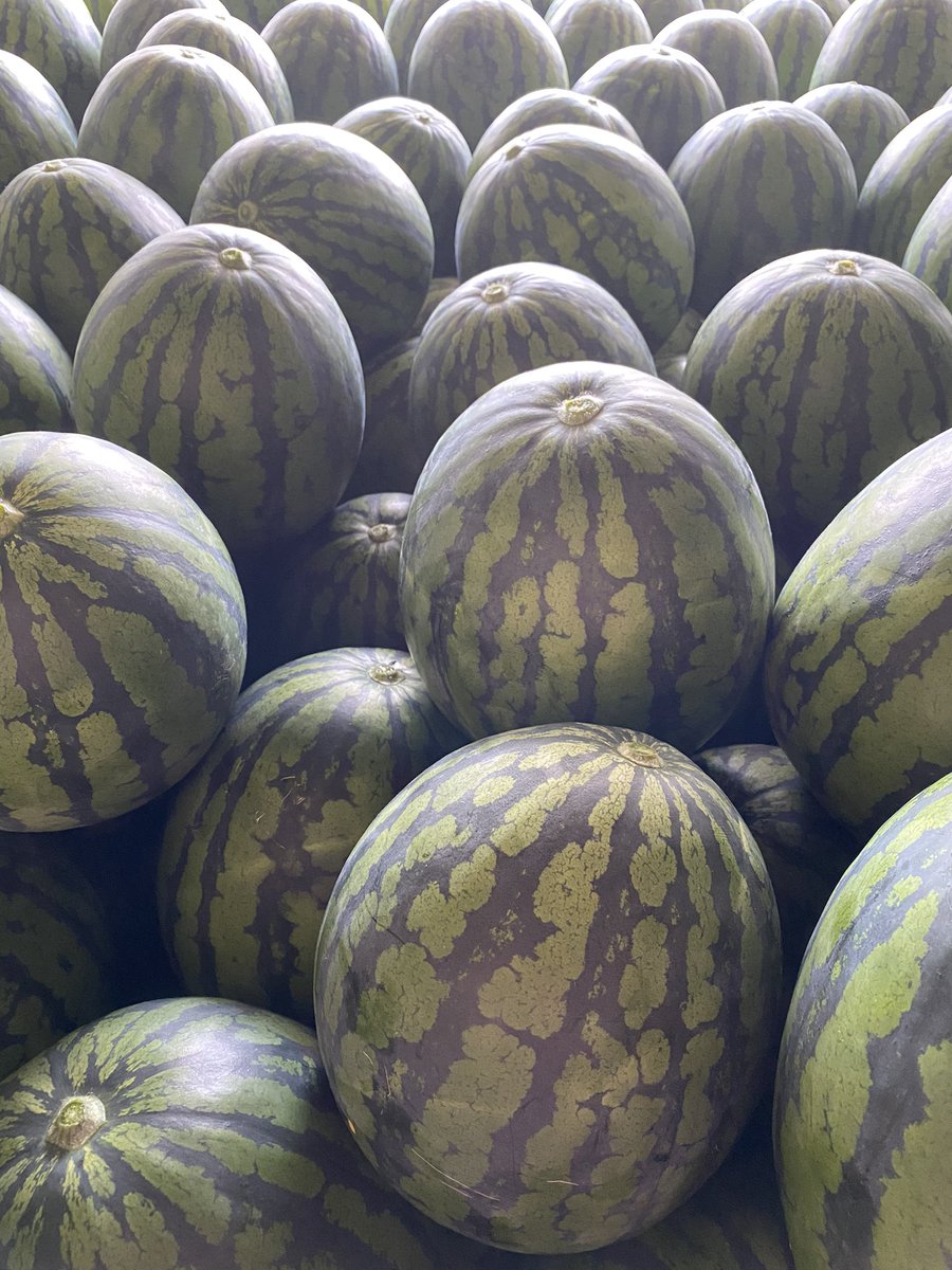 すいかのたねこの日常