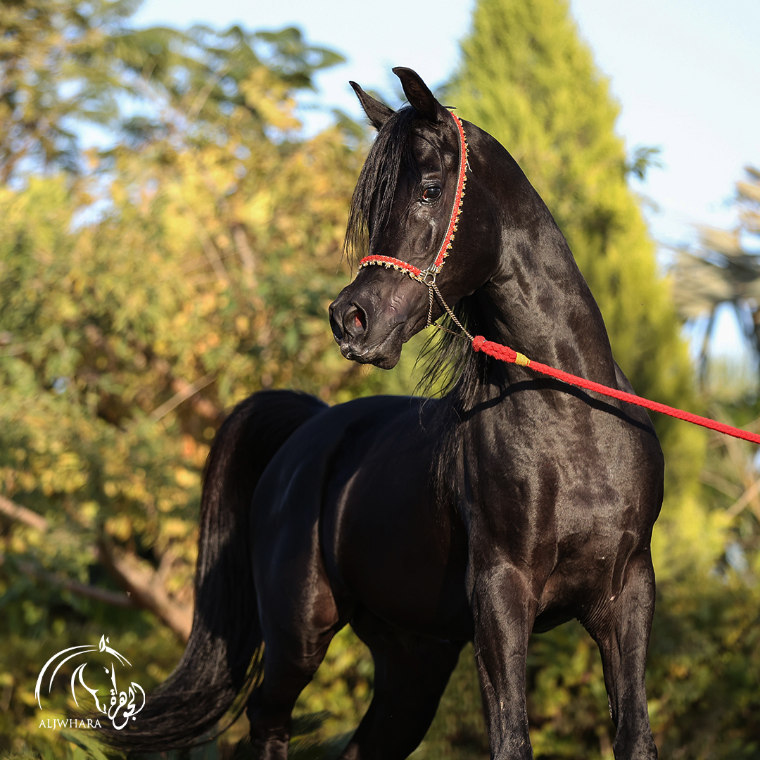 قال رسول الله صلى الله عليه وسلم: خَيْرُ الْخَيْلِ الْأَدْهَمُ ، الْأَقْرَحُ، الْأَرْثَمُ، المُحَجَّلُ ثَّلَاثِ، مُطْلَقُ الْيَمِينِ، فَإِنْ لَمْ يَكُنْ أَدْهَمَ، فَكُمَيْتٌ عَلَى هَذِهِ الشِّيَةِ
من اساطير المربط: (قصي)
#الجوهرة #الاسطورة_نجدي #اساطير_الجوهرة #straightegyptian