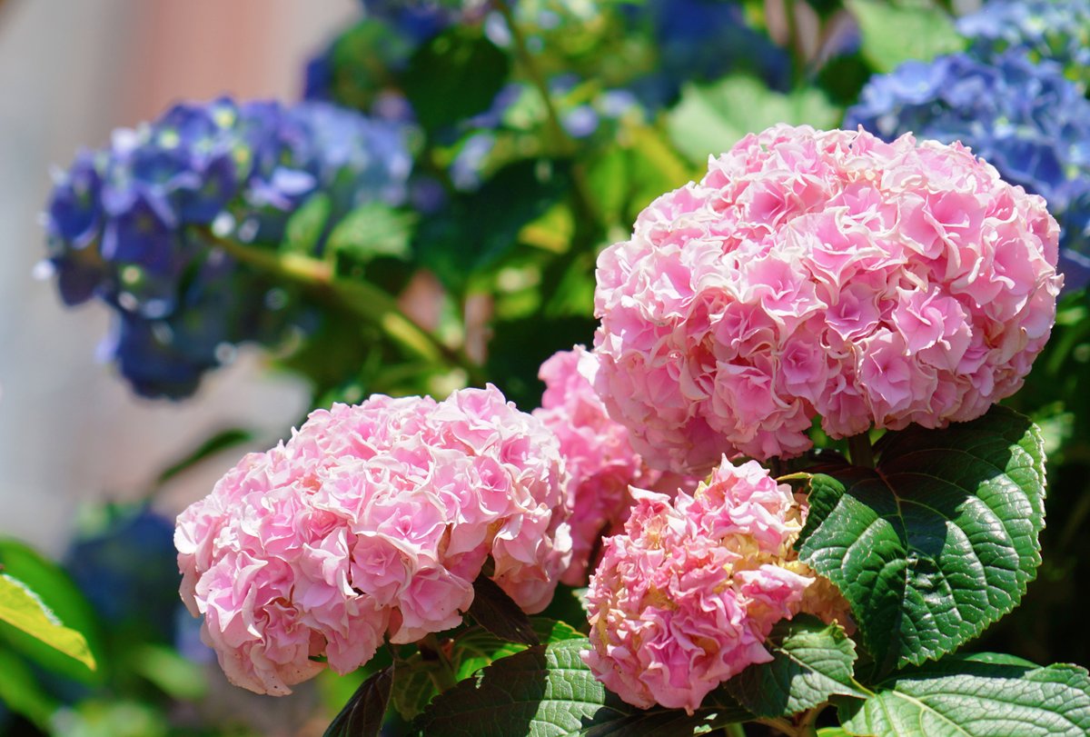 ハウステンボス公式 あじさい が見頃を迎えています おすすめはハウステンボスと同じ名前の品種 ガクがバラの形に似た ピンク色の可愛いあじさいです アムステルダムシティの 花の広場 でご覧いただけます T Co X7hwiwyh7e