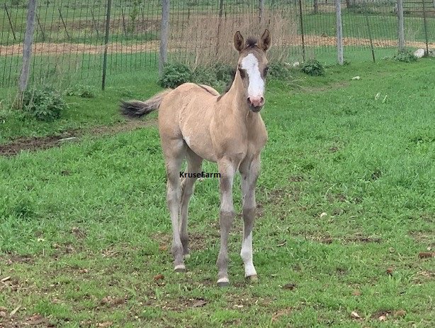 Honey is a grullo and white overo filly. She is flashy and stands out in a crowd. She will mature to around 15.2 hands.  <a href="/CircleEquine/">EquineCircle</a> <a href="/farm_kruse/">KruseFarm</a> <a href="/CircleGallop/">GallopCircle</a>  <a href="/APHAnews/">American Paint Horse</a>  KruseFarm.com   GallopCircle.com