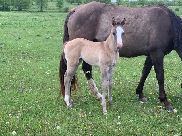 Cashmere is a APHA grullo filly. The dam is a grullo and the sire is loud black overo. She will mature to around 15.2+ hands.   <a href="/farm_kruse/">KruseFarm</a> <a href="/CircleGallop/">GallopCircle</a> <a href="/CircleEquine/">EquineCircle</a>  KruseFarm.com    GallopCircle.com