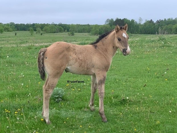 Carmela is a AQHA grullo filly. She will mature to around 15.2 hands. Her papers have been sent in and will be back any day. <a href="/farm_kruse/">KruseFarm</a> <a href="/CircleGallop/">GallopCircle</a> <a href="/CircleEquine/">EquineCircle</a> <a href="/AQHA/">AQHA</a>  KruseFarm.com   GallopCircle.com