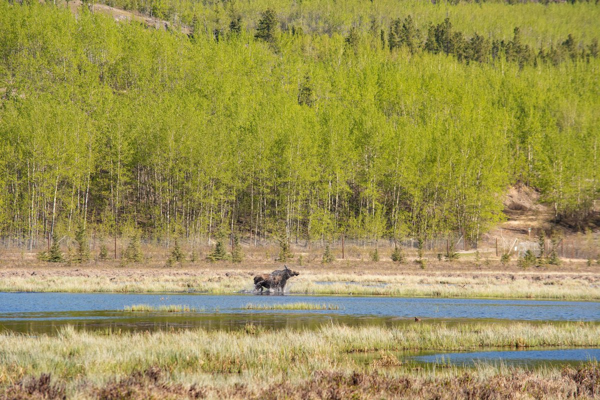 Open daily 10:30 - 6pm - longer days, come face to face with the north! 

#YukonWildlife #MeetTheNorth #NatureForAll #ExploreYukon