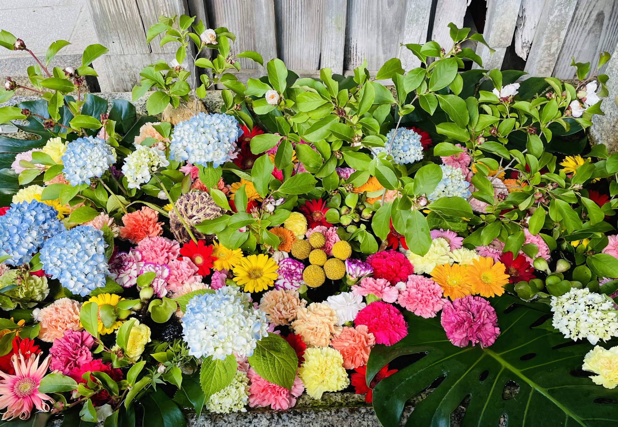 公式 北野天満宮 全国天満宮総本社 花手水のこちらの枝物は 沙羅双樹 です 平家物語の冒頭にも登場するお花で 釈迦がこの木の下で入滅したことから仏教三大聖樹のひとつといわれます 初夏の訪れを告げる夏椿とも呼ばれています 京都 北野天満宮