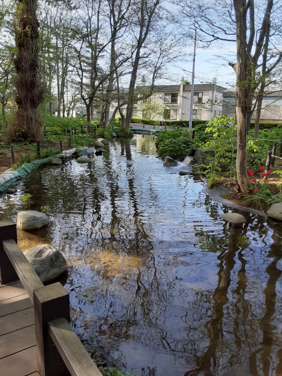 かわたびほっかいどう ポプラ通 札幌市北区屯田防風林 白樺の木が植えられ 沢山の花が咲き 池にはカモもいました ここは 長さが約2 あり ジョギング 散歩 ウォーキングなど 市民の憩いの場となっているようです かわたびほっかいどう かわたびほっかいどう ポプラ通 札幌市北区屯田防風林 白樺の木が植えられ 沢山の花が咲き 池にはカモもいました ここは 長さが約2 あり ジョギング 散歩 ウォーキングなど 市民の憩いの場となっているようです かわたびほっかいどう