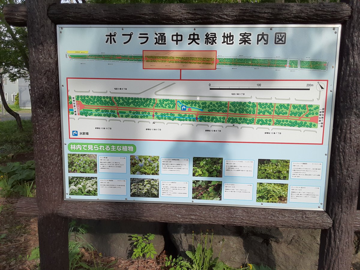 かわたびほっかいどう ポプラ通 札幌市北区屯田防風林 白樺の木が植えられ 沢山の花が咲き 池にはカモもいました ここは 長さが約2 あり ジョギング 散歩 ウォーキングなど 市民の憩いの場となっているようです かわたびほっかいどう かわたびほっかいどう ポプラ通 札幌市北区屯田防風林 白樺の木が植えられ 沢山の花が咲き 池にはカモもいました ここは 長さが約2 あり ジョギング 散歩 ウォーキングなど 市民の憩いの場となっているようです かわたびほっかいどう