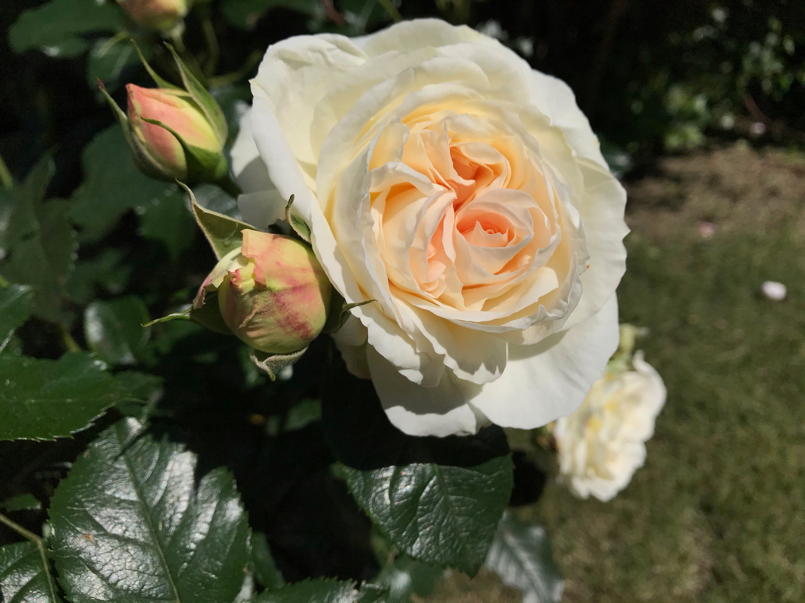 箱根ガラスの森美術館 開館25周年 マリー アントワネット Marie Antoinette が開花しました アプリコット アイボリーのカップ咲き中輪種の四季咲きバラで良い香りがします 03年 ドイツ タンタウ社作出 T Co E8hxuupy7g Twitter