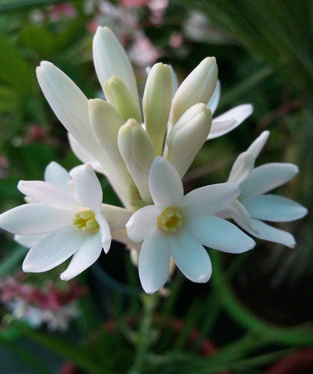 #Tuberose today in my garden. #GardenersWorld #Gardening #Flower #FlowerHunting 
#Gardening #Garden #Flowers #Perennial #Plants #Nature #GardenLife #MyGarden #Gardener #NaturePhotography #nature #hope #beautifulworld #PhotoOfTheDay #flowersOnTuesday
#tuesdayvibe