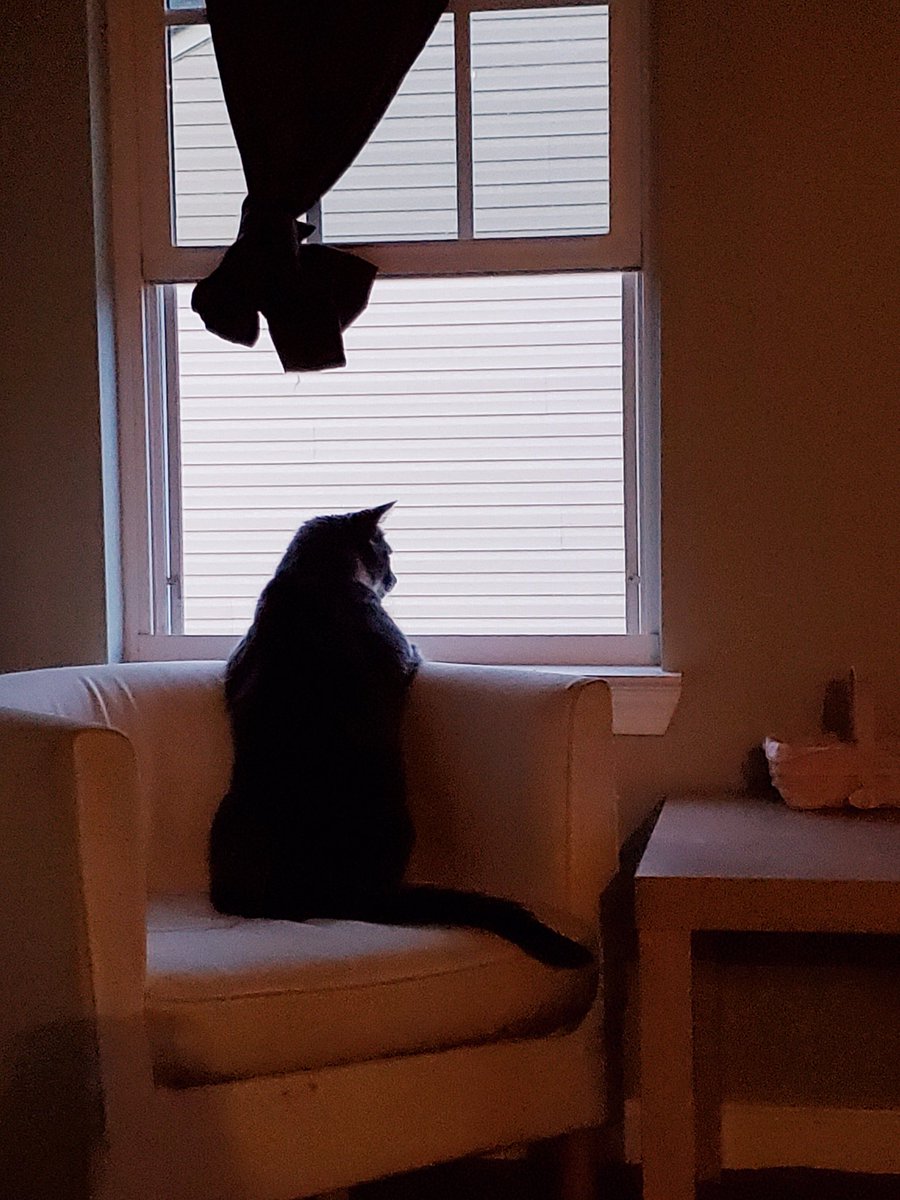 JKsGirl4ever's tweet photo. Does my cat KNOW that he's a cat and not a kid? This is how he sits and waits for his friend next door to come outside every day ๐คฃ
#CatsOfTwitter #waitingformyfriend https://t.co/mqsQ3dZdlk