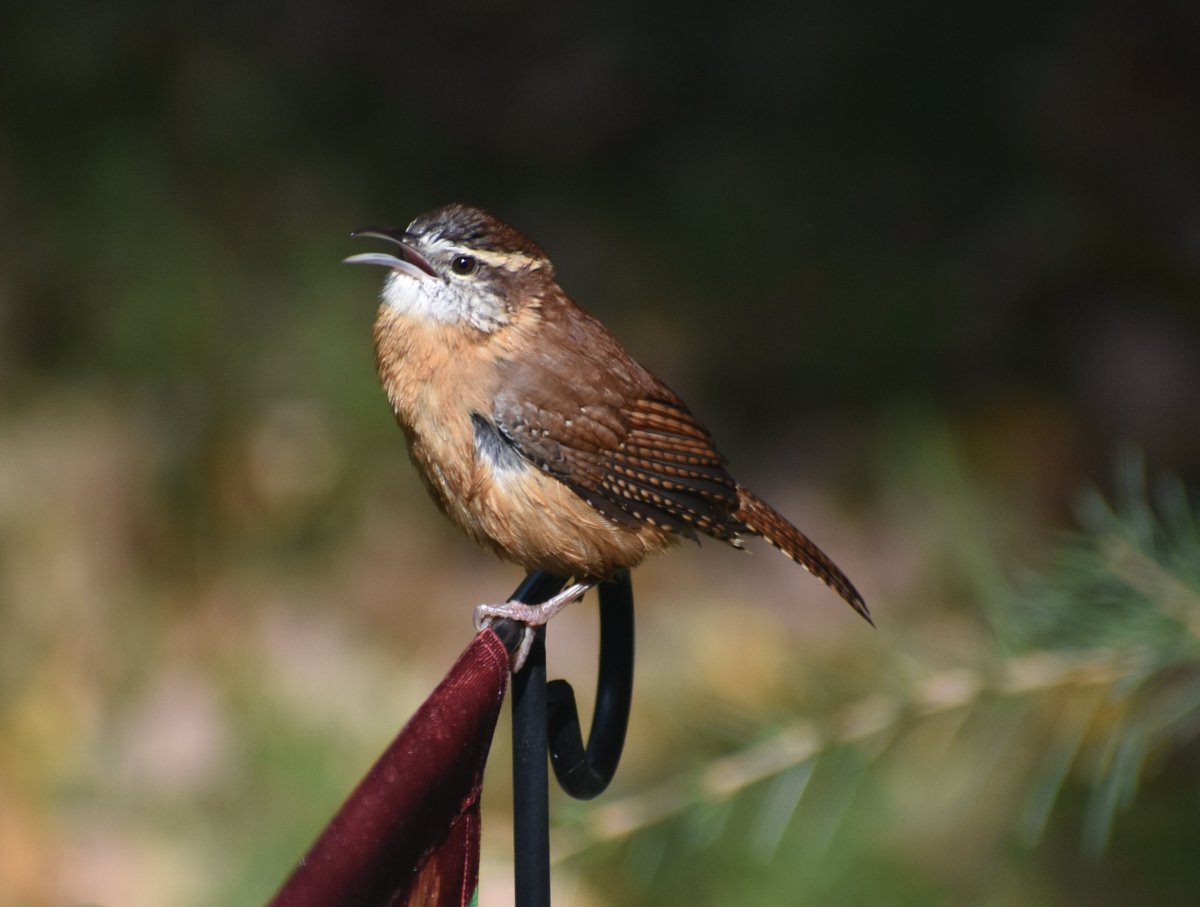 Here are a few #BirdsOnMyBlock 
🐦Red-bellied Woodpecker
🐦White-throated Sparrow
🐦Carolina Wren