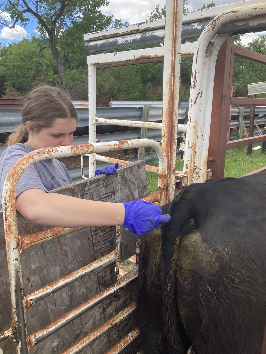 Nebsandhills's tweet photo. I hope the 14 year old pulled 216 Cidr today.#GENEX #selectsires https://t.co/B8METeUIPG