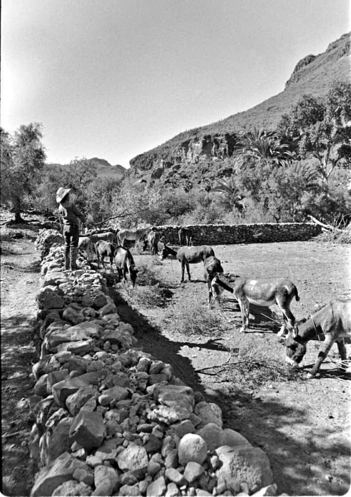 Paradoxa28's tweet photo. #Biblioteca, Rancho "Vivelejos" de los más remotos en la sierra de #Guadalupe en el municipio de #Mulegé #BajaCaliforniaSur. Año de tomas: 1980.

Del libro "Los Últimos Californios" de Harry W. Crosby.

#AHPLM52Aniversario
#CulturaBCS https://t.co/Z6EE42ViXz
