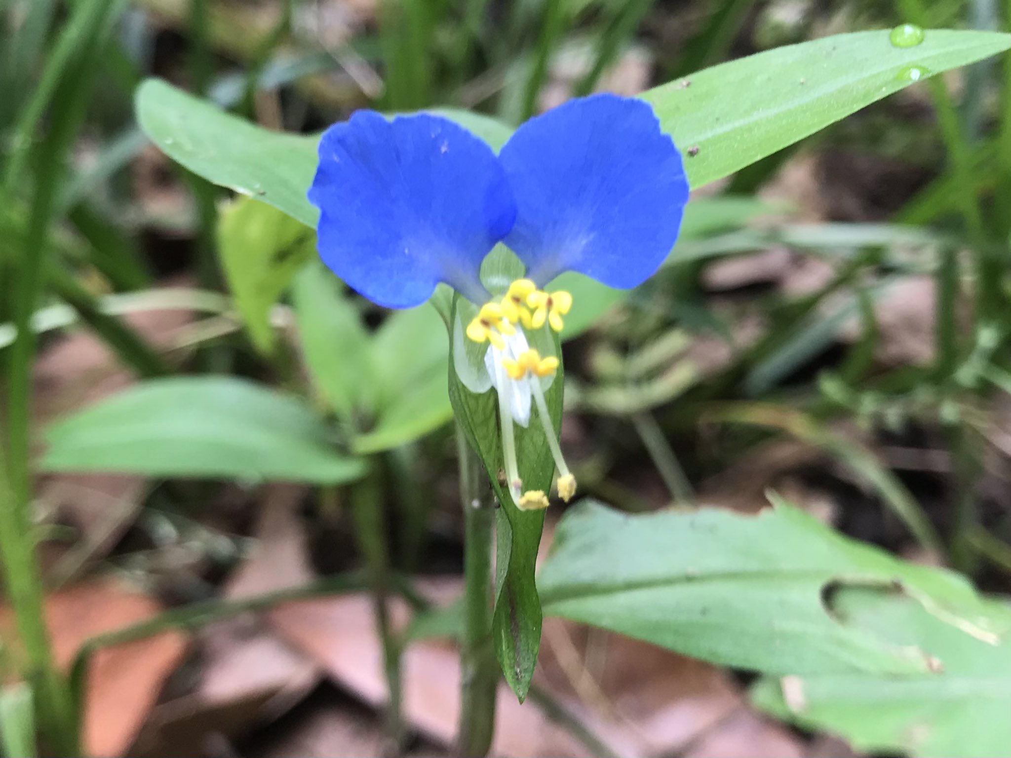 東京農業大学厚木植物研究会 Commelina Communis ツユクサ ツユクサ科ツユクサ属 キャンパス内で ツユクサが鮮やかな青い花を咲かせていました 雄蕊は計6本あり 午後には右の写真のように長い雄蕊2本が雌蕊と一緒に丸まり自家受粉を行います また地面を