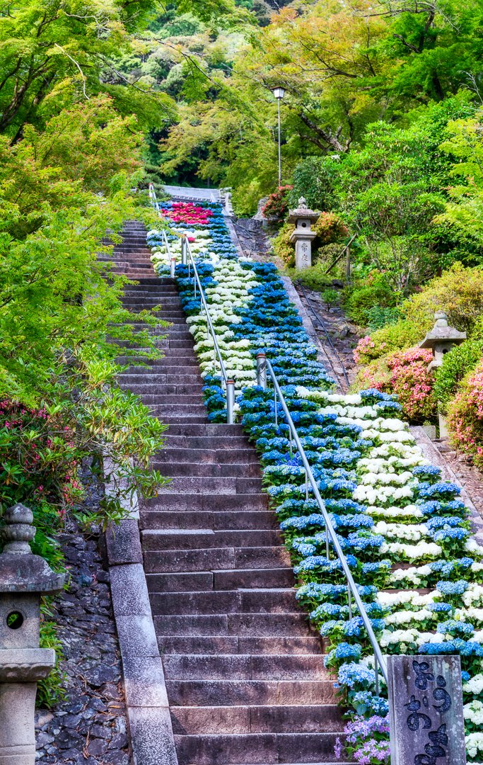 KeccoOn's tweet photo. あじさい寺に龍がいた
#三室戸寺
#京都
#kyoto
#japan
#tokyocameraclub https://t.co/RIqJ0gGOoP