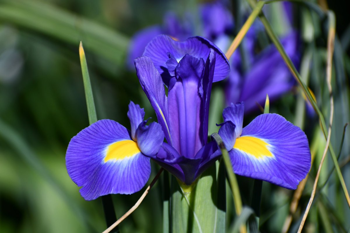 CathyLaDuke's tweet photo. Iris .. #Day9 #photoaday2021 #frontcampus #springtime  #keeplefttriangle #Nikon #D7500 #photography https://t.co/Hb6EXmxAuf