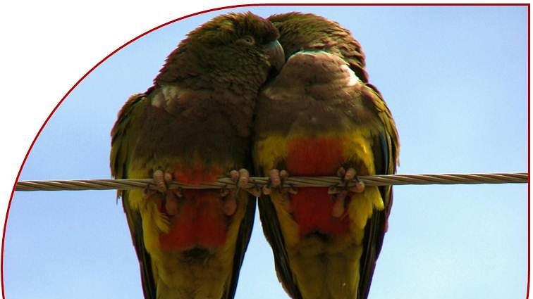 BandadasP's tweet photo. Juntos toda la vida: los Loros barranqueros forman pareja de por vida! Estudios genéticos realizados en el Balneario El Cóndor-Patagonia demostraron que en su mundo no existe el divorcio!! https://t.co/uu1wYrkmbN