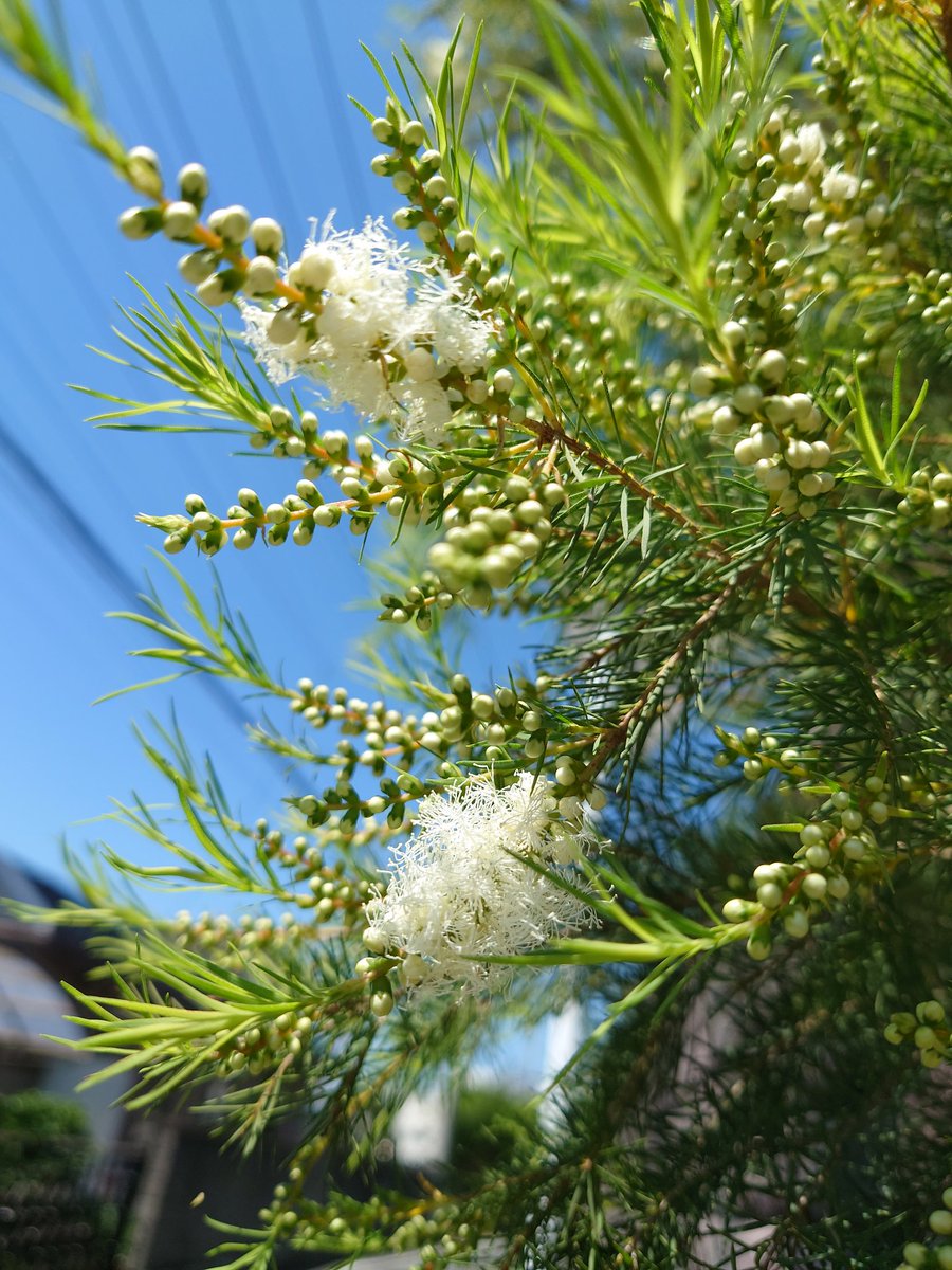 メディカルティーツリー Twitter Search